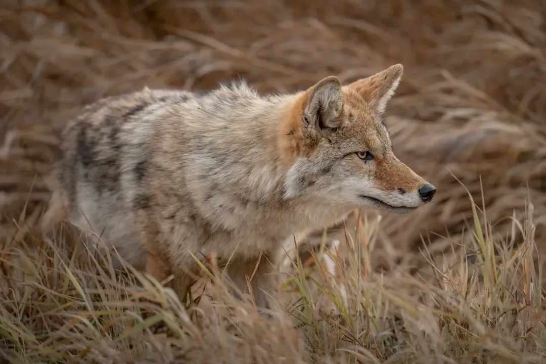 7. Coyotes – The Adaptable Opportunists (Image Credits: Unsplash)