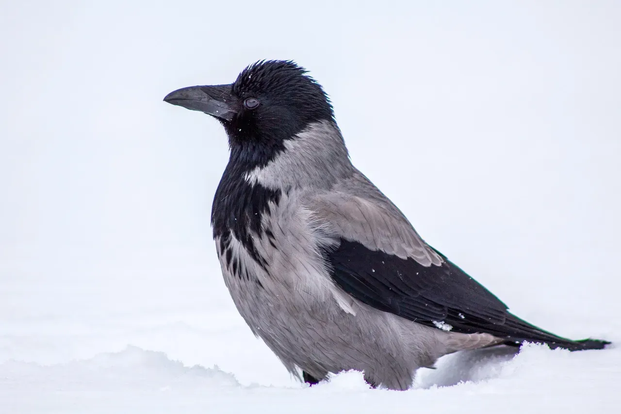 Aquarius – You Are the Hooded Crow (Image Credits: Pixabay)