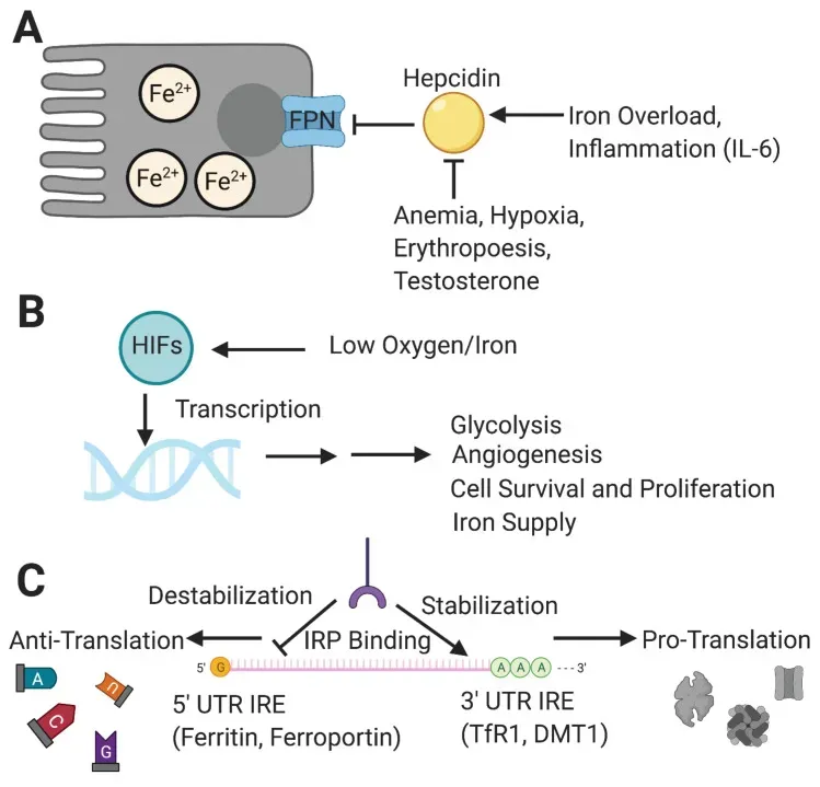 Editing at Scale: CRISPR Moves From One‑Off Fixes to Whole‑Body Treatments (Image Credits: Wikimedia)