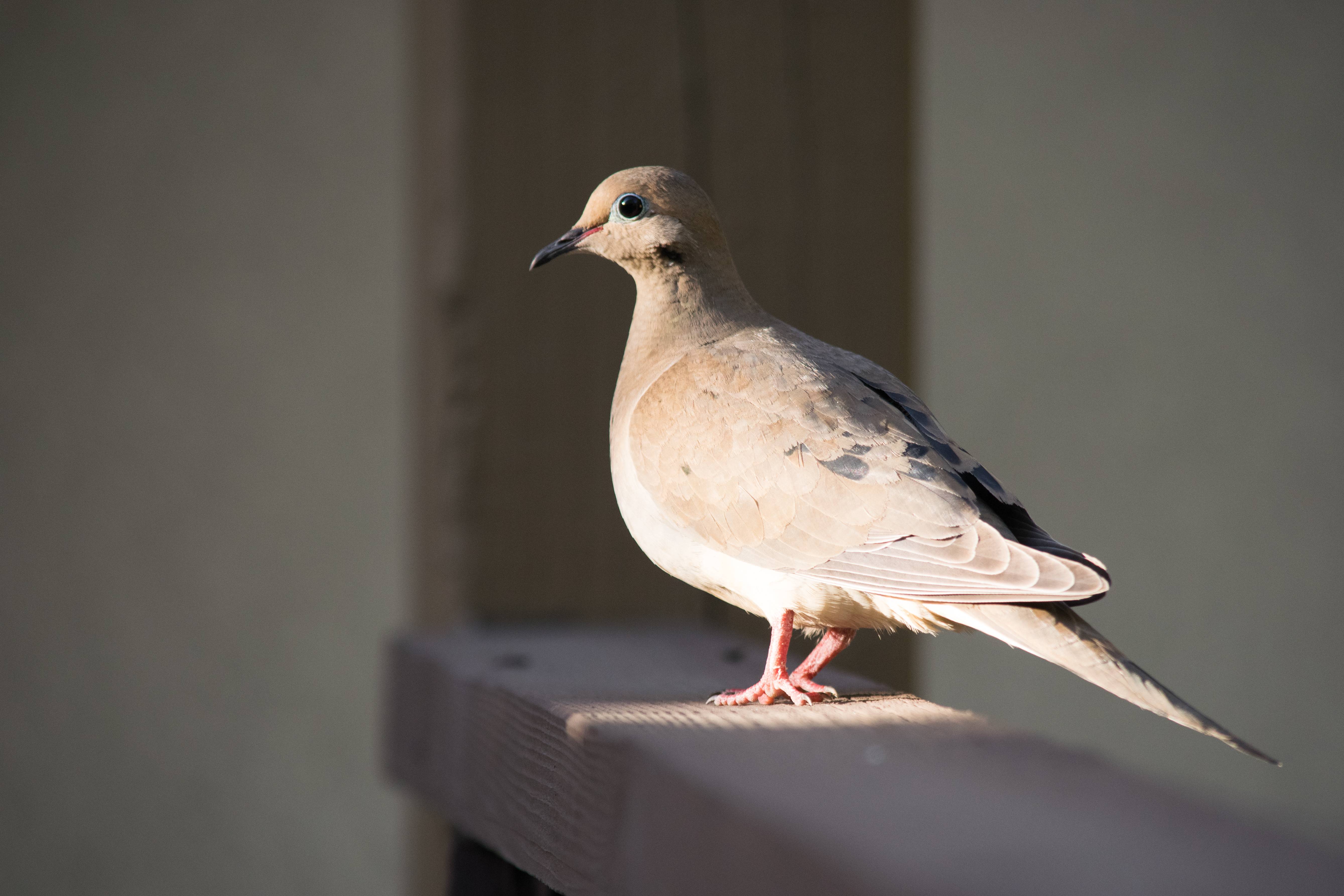 Air Signs: The Mental Morning Dynamos (Image Credits: By Ryanx7, CC BY-SA 4.0, https://commons.wikimedia.org/w/index.php?curid=48982529)