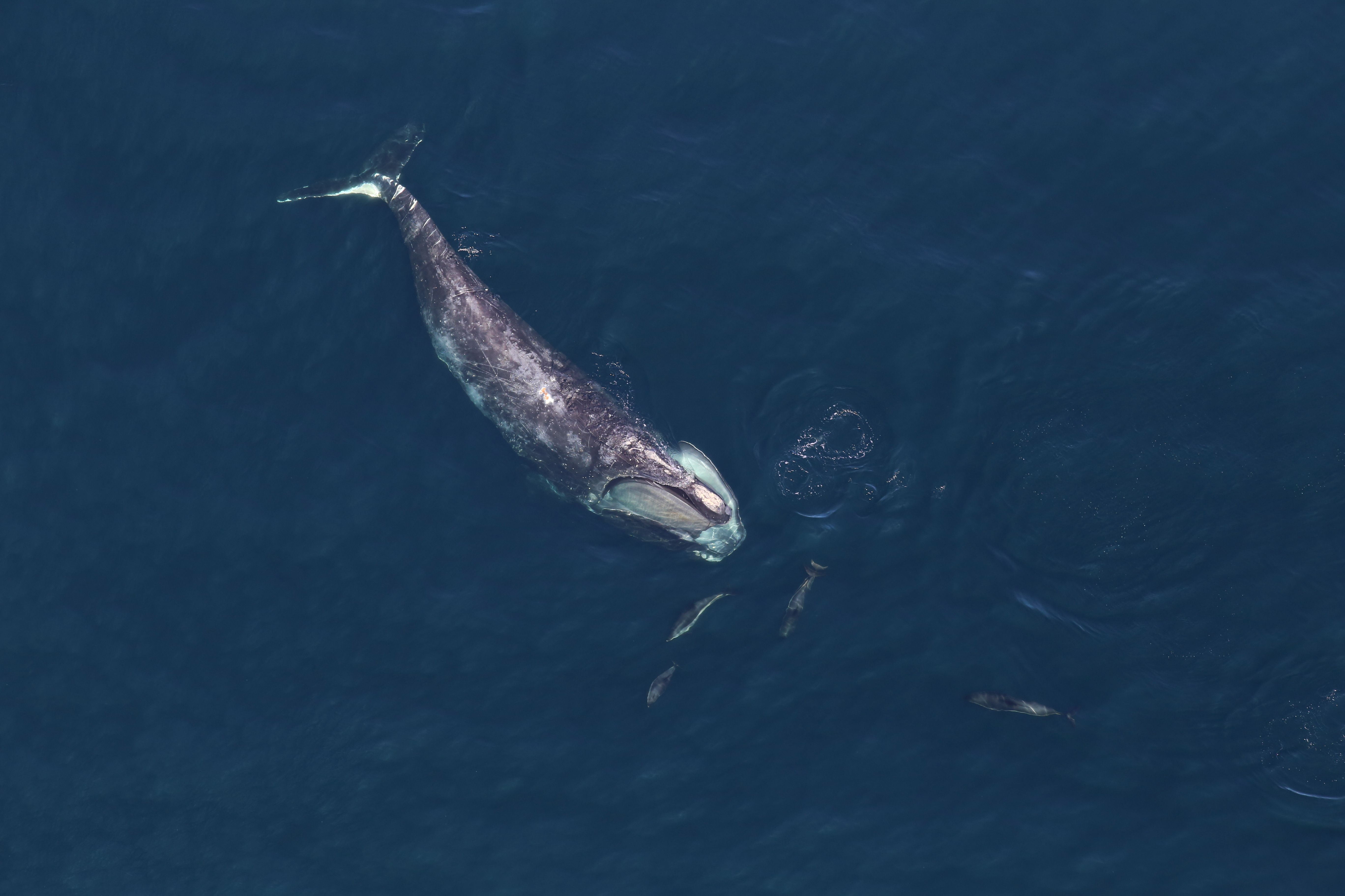 The Ongoing Unusual Mortality Event (Image Credits: Wikimedia)