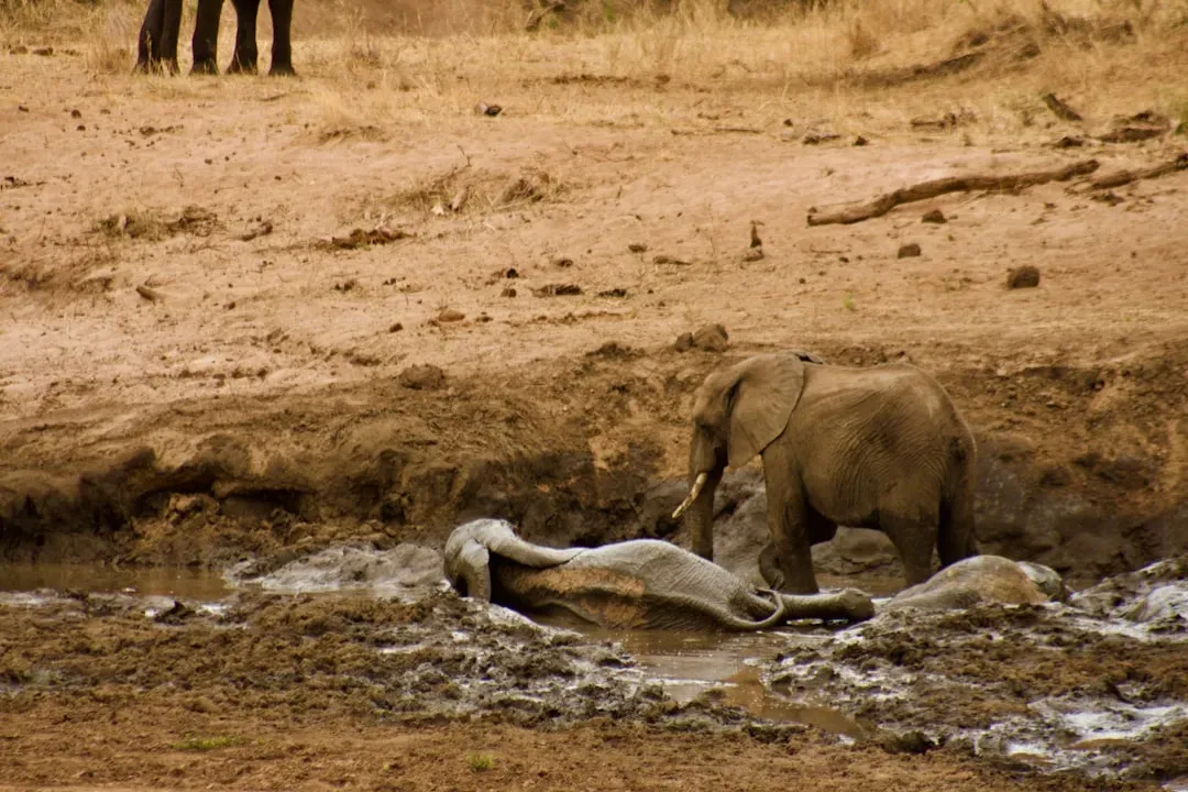 #9 - Elephants Don't Just Notice Death, They Rearrange Their Whole Day Around It (Image Credits: Unsplash)