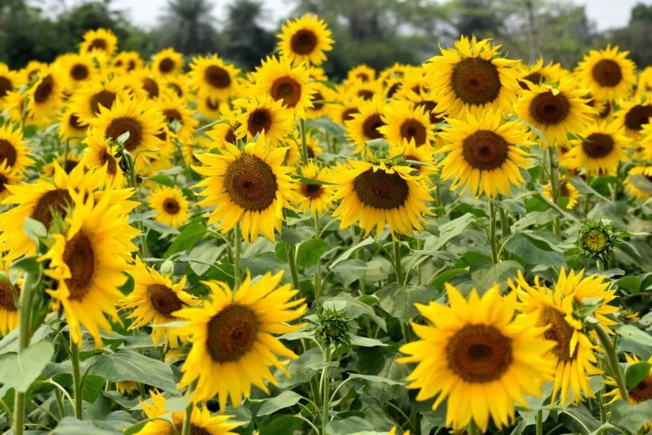#13 - Sunflowers Aren't the Friendly Border Plant Everyone Assumes (Image Credits: Pexels)