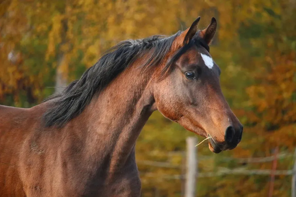Conclusion: Building a Life Your Horse Loves (Image Credits: Rawpixel)