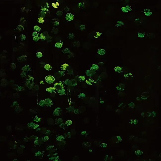 Bioluminescence as a Tool in Modern Science (Image Credits: Pexels)