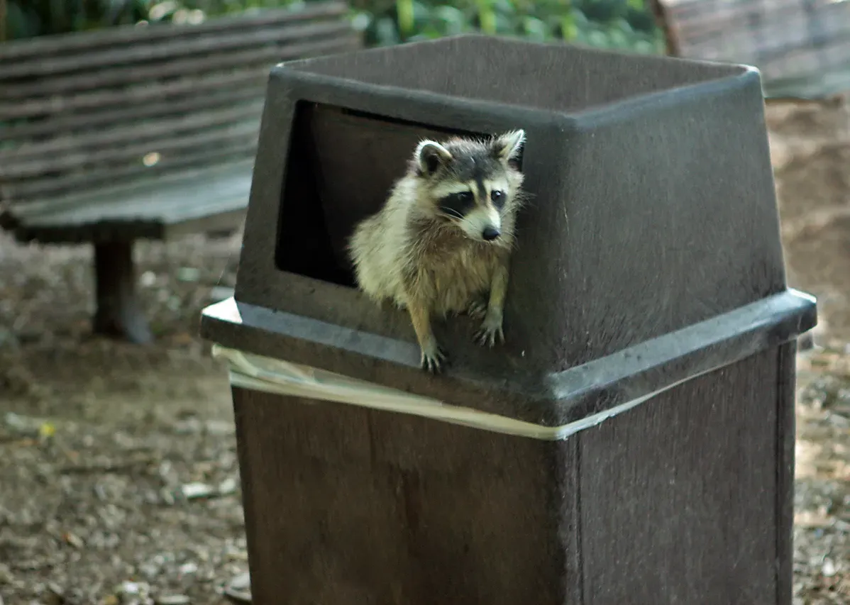 Your Backyard Is Probably an Easy Food Buffet (Busted!!, CC BY-SA 2.0)