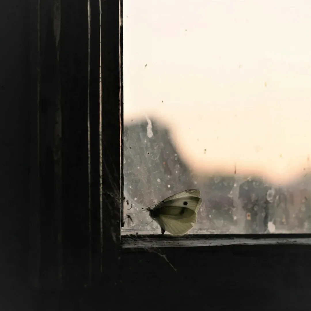 Birdsong Outside the Window: A Natural Soundtrack That Rewrites Mood (Image Credits: Unsplash)