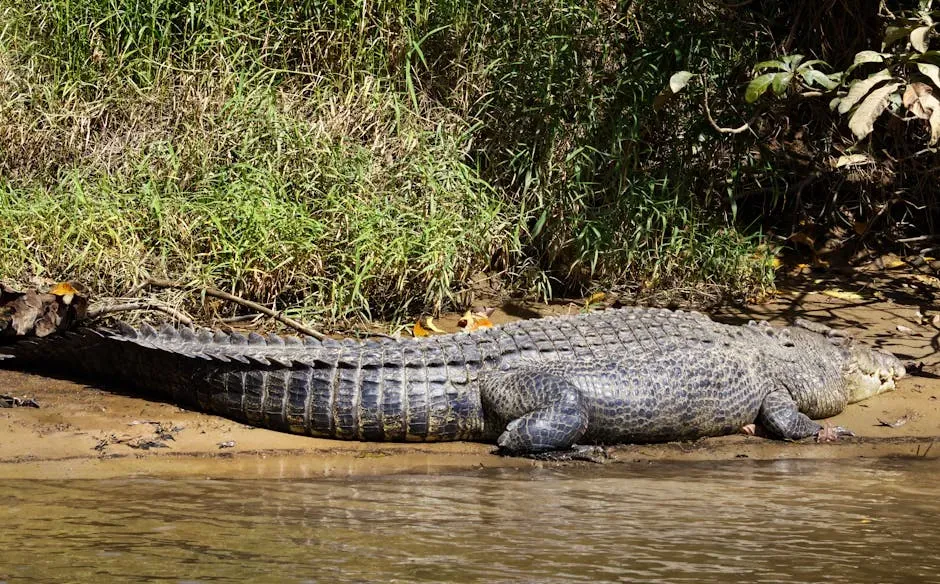 Capricorn – The Saltwater Crocodile (Image Credits: Pexels)