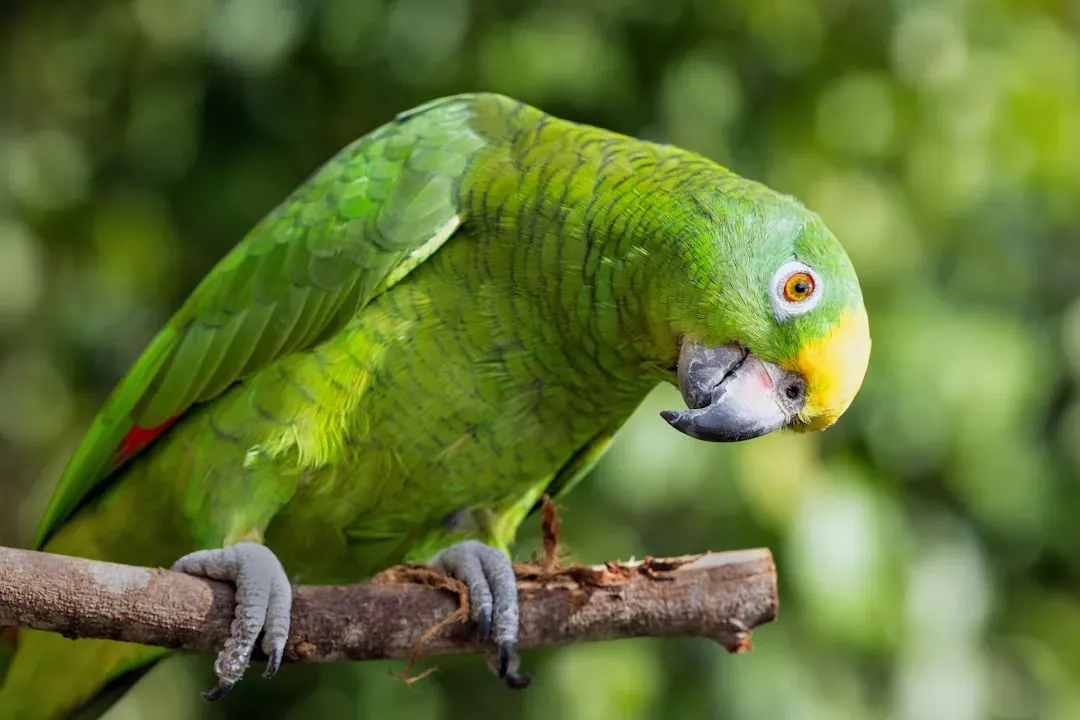 Amazon Parrots: The Drama Queens of Bird Brilliance (Image Credits: Unsplash)
