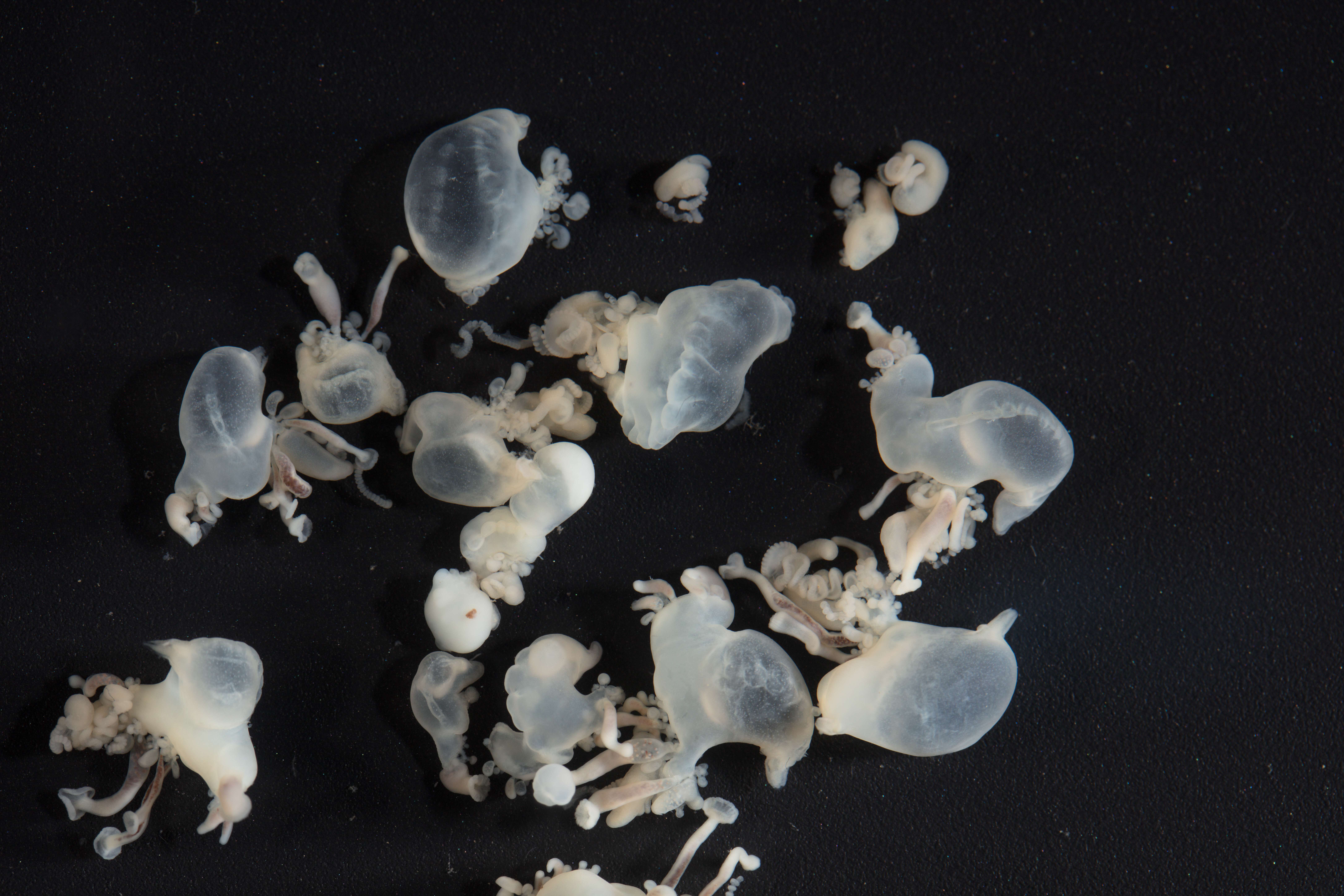 The Libra Balance: Portuguese Man o' War (Image Credits: Wikimedia)
