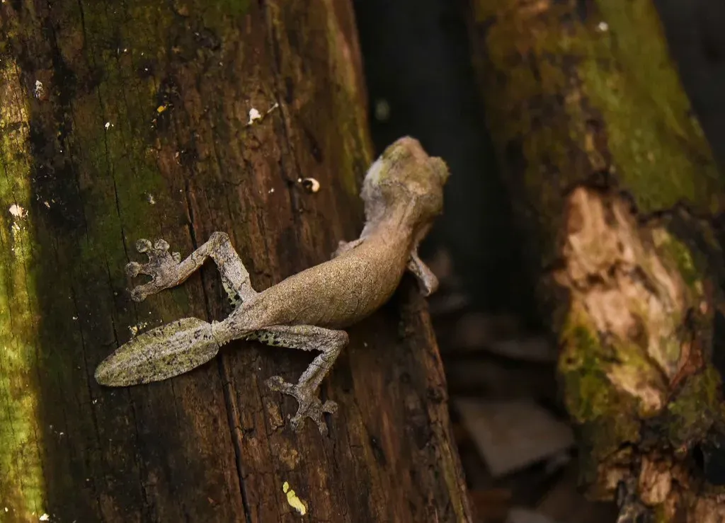 The Leaf-Tailed Gecko: Living Dead Leaves on the Forest Floor (Image Credits: Flickr)