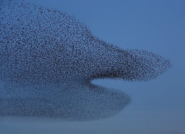 Starling Murmurations: Collective Intelligence in Flight (Image Credits: Wikimedia)
