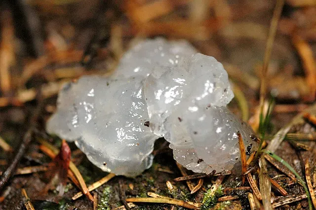 Star Jelly: The Goo That Falls from the Sky (Image Credits: Wikimedia)