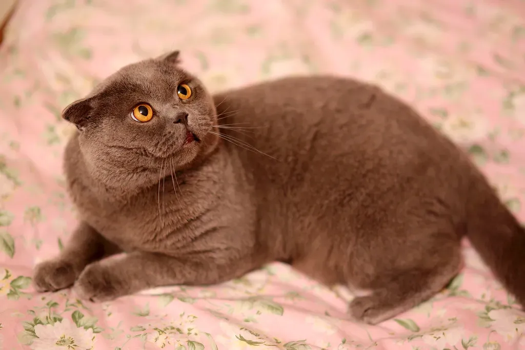 Capricorn – The Scottish Fold: Steady, Responsible, and Quietly Endearing (Image Credits: Flickr)