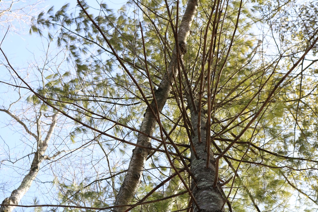 The Hidden Power of Living Trees (Image Credits: Unsplash)