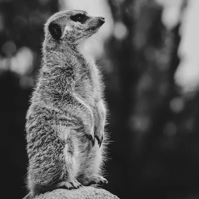 June – The Meerkat: Alert, Socially Tuned, and Easily Startled (Image Credits: Pexels)