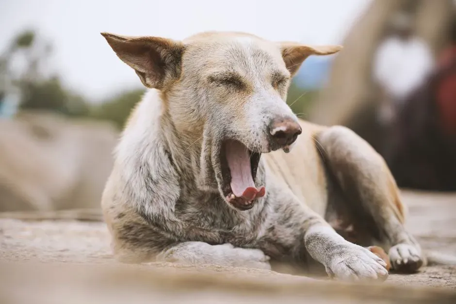 Contagious Yawning Is Tied To Social Bonds Across Species (Image Credits: Pexels)