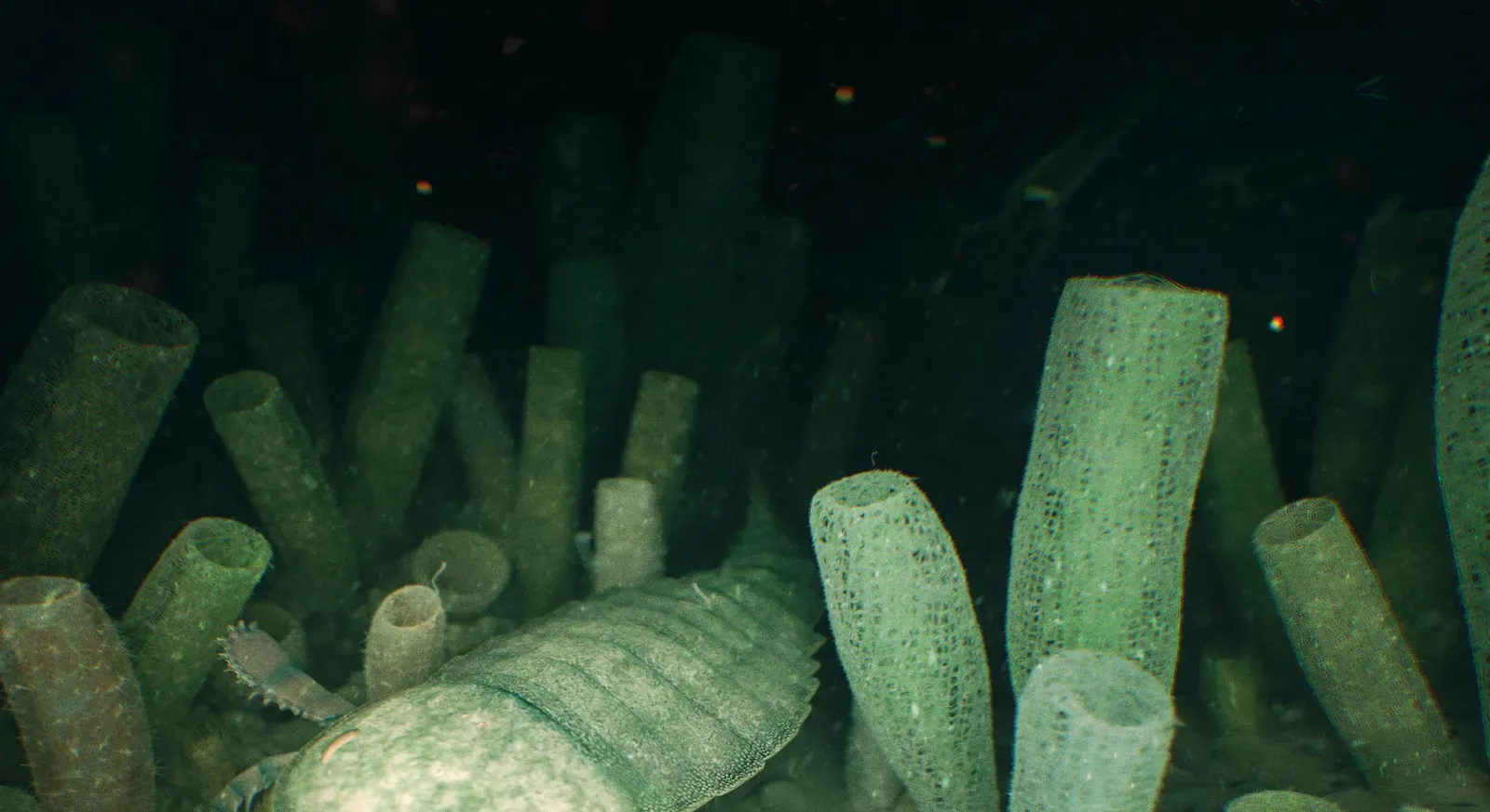 10. Glass Sponge Reefs – Ancient Cities Built From Silica (Image Credits: Wikimedia)