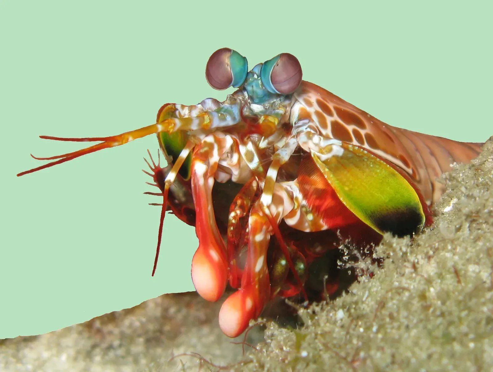 The Mantis Shrimp: More Receptors Doesn't Mean More Color (extracted from this commons file, CC BY 2.0)