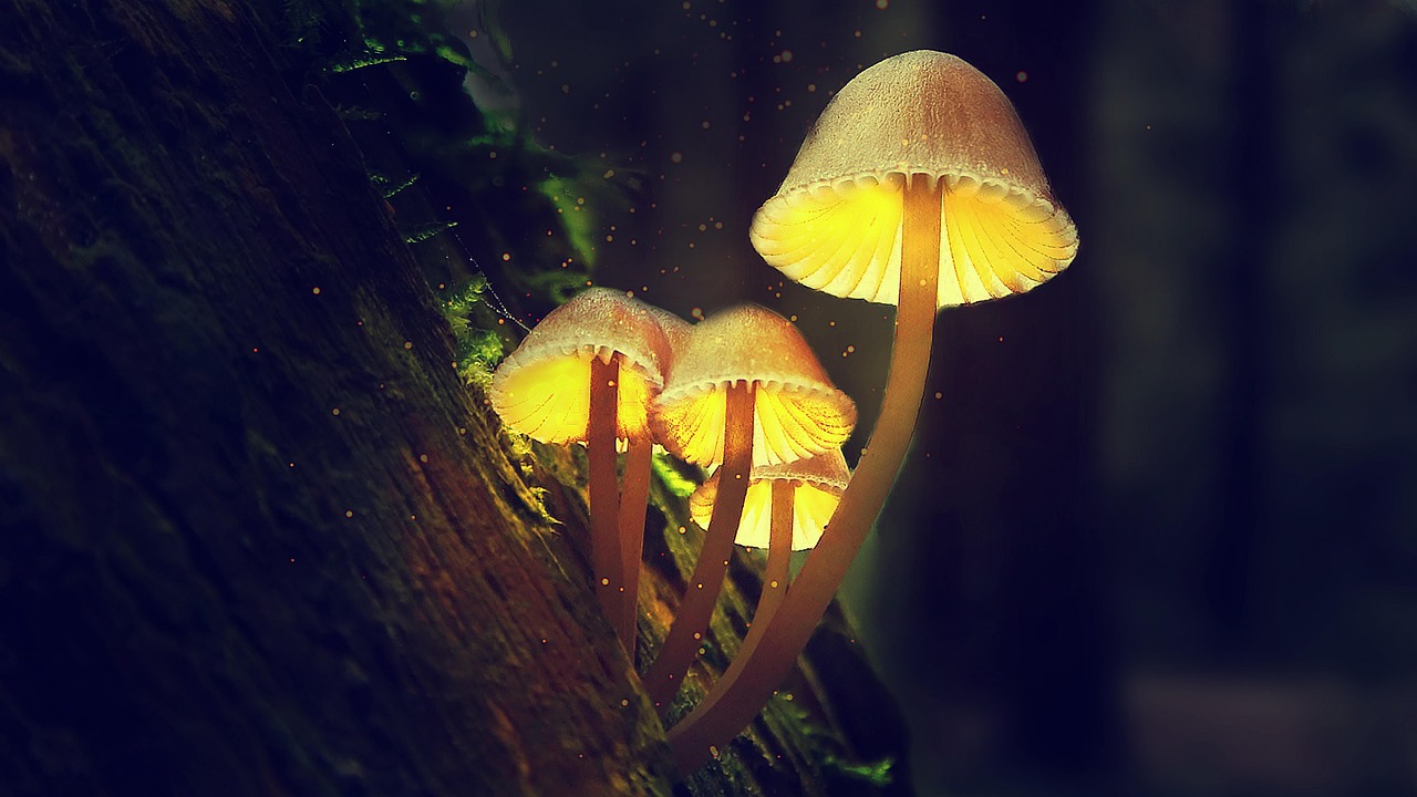 Why Do Fungi Glow? Evolutionary Advantages (Image Credits: Pixabay)