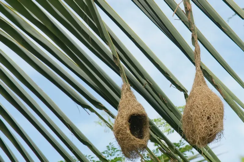 Weaverbirds and Their Hanging Cities in the Trees (Image Credits: Wikimedia)