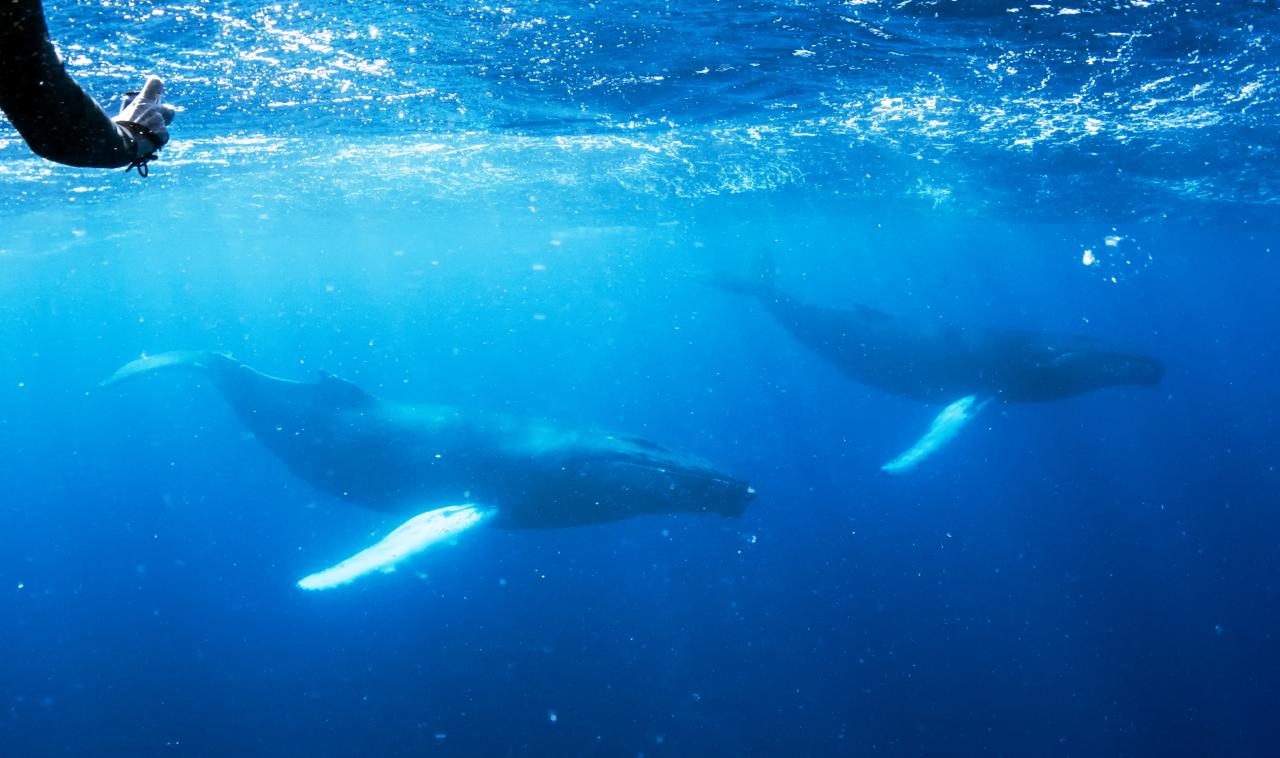 Challenges Facing Ocean-Spanning Communication (Image Credits: Wikimedia)