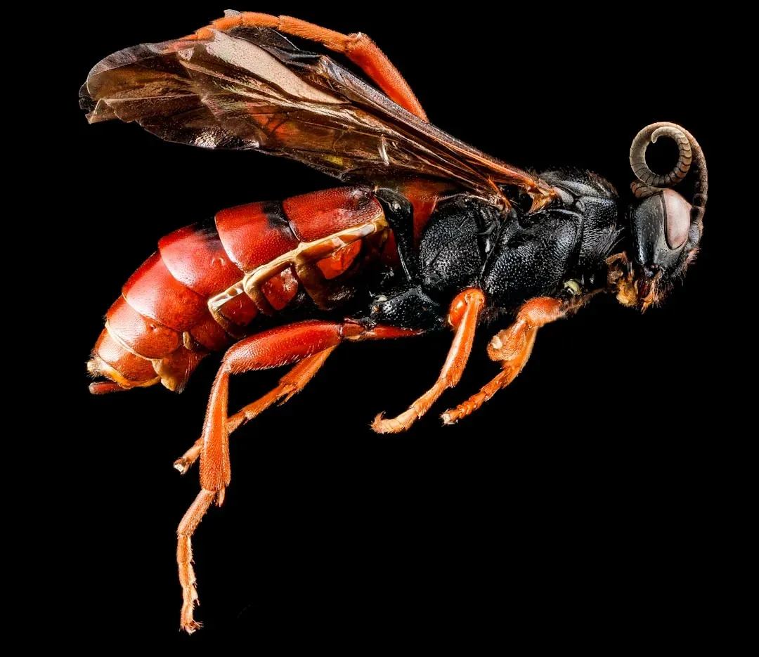 #7 - Parasitic Wasps With One Specimen and No Host Info (Image Credits: Unsplash)