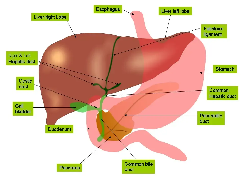 Your Liver Regenerates Like a Built-In Backup Organ (Image Credits: Wikimedia commons)
