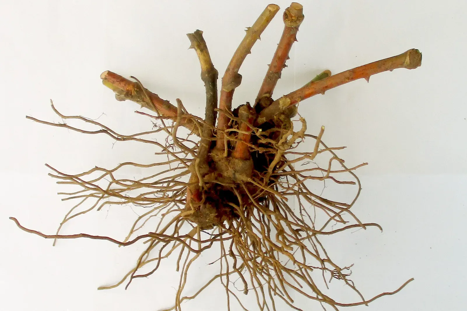 #2 - Starchy Roots Rewrote Our Saliva (By David E Mead, CC0)