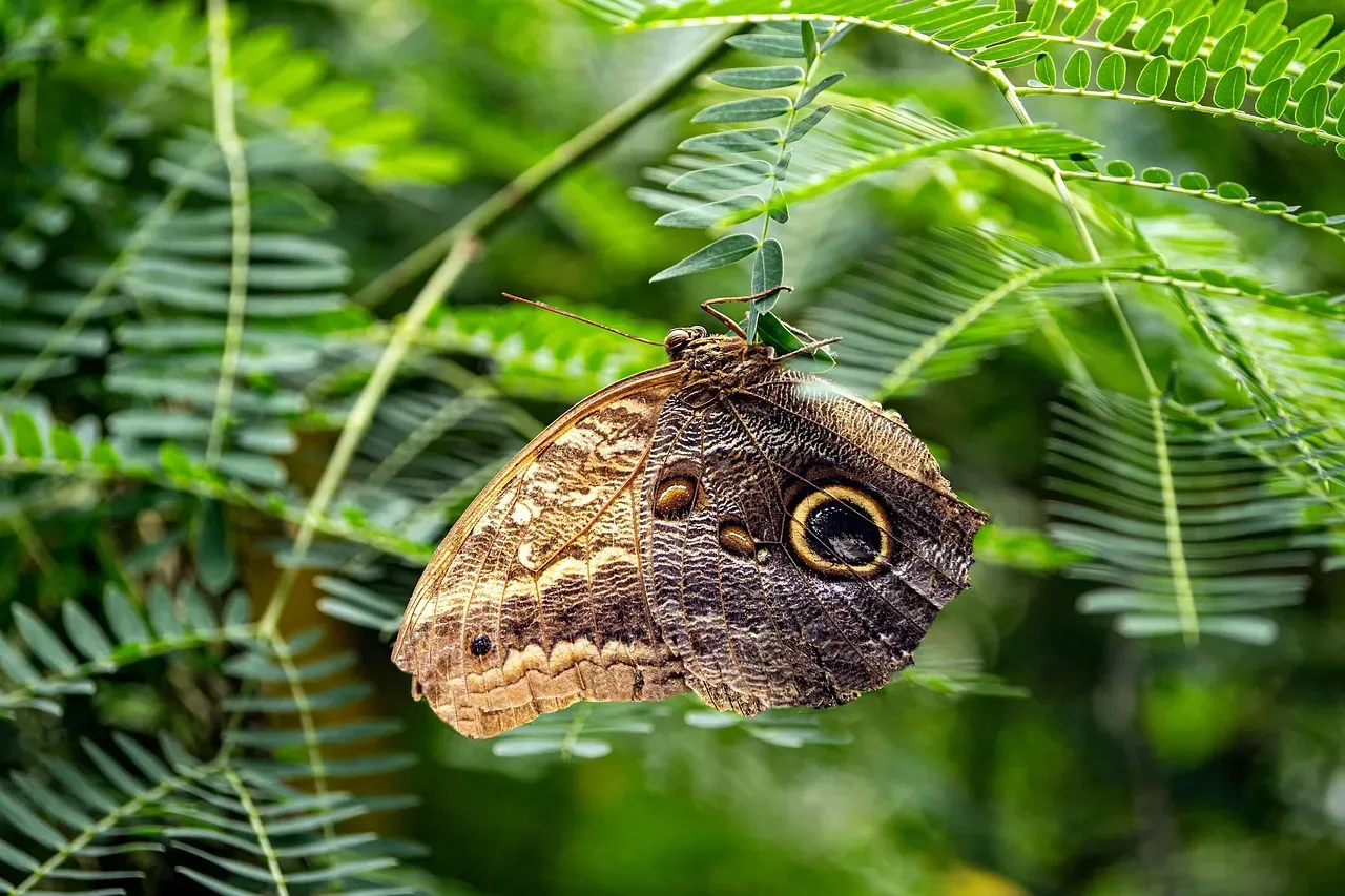 4. Owl Butterflies: Eyespots That Scare Off Attackers (Image Credits: Pixabay)