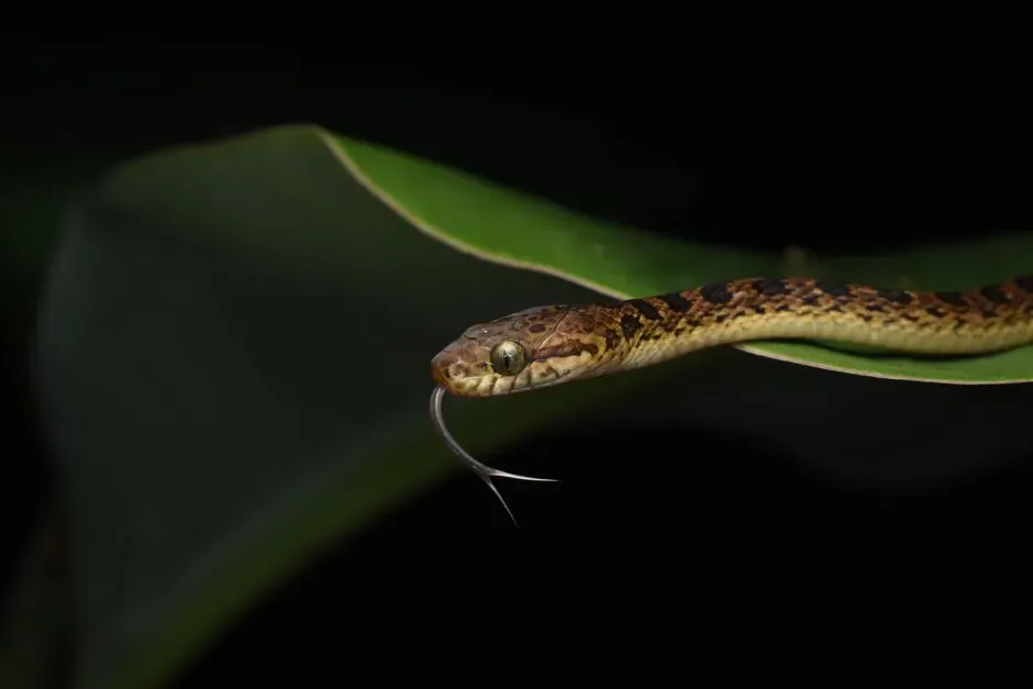 Raptors, Cats, and Snakes: The Usual Suspects Behind the Quiet (Image Credits: Pexels)