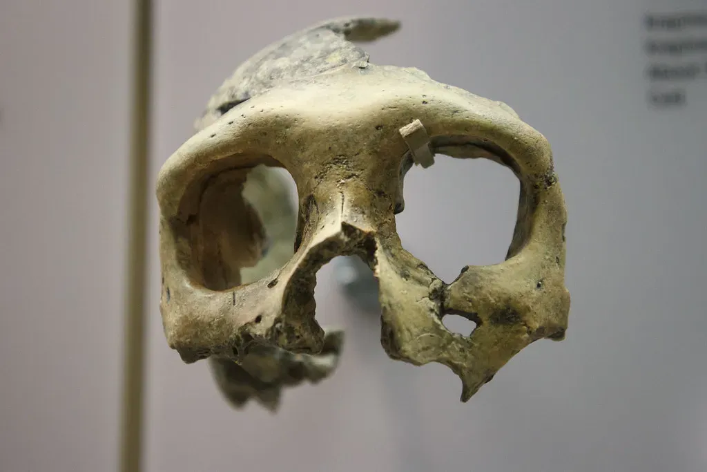 What The Fossils Are Actually Telling Us (Image Credits: Flickr)