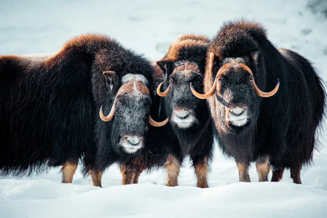 8. The Musk Ox - A Living Relic of the Ice Age (Image Credits: Unsplash)