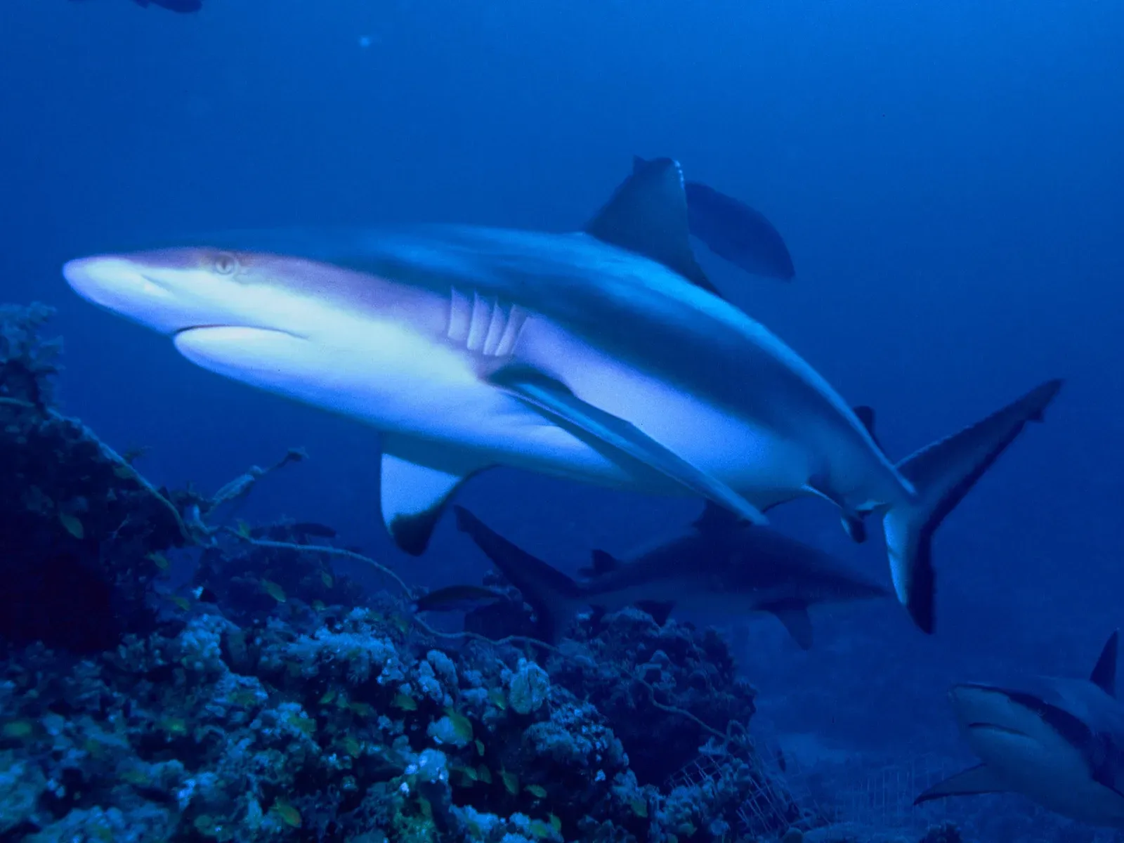 #11 Grey Reef Sharks and Other Ocean Wanderers Far From Home (By Albert kok, CC BY-SA 3.0)