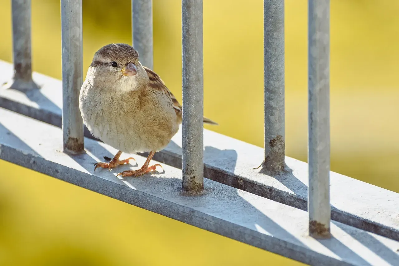How You Can Test Your Own Mini Experiments With Birds (Image Credits: Pixabay)