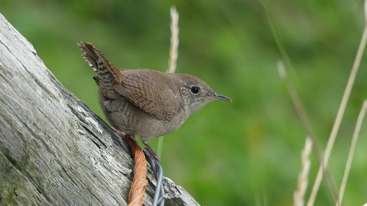 4. House Wren – The Fierce Little Bug Hunter (Image Credits: Pixabay)