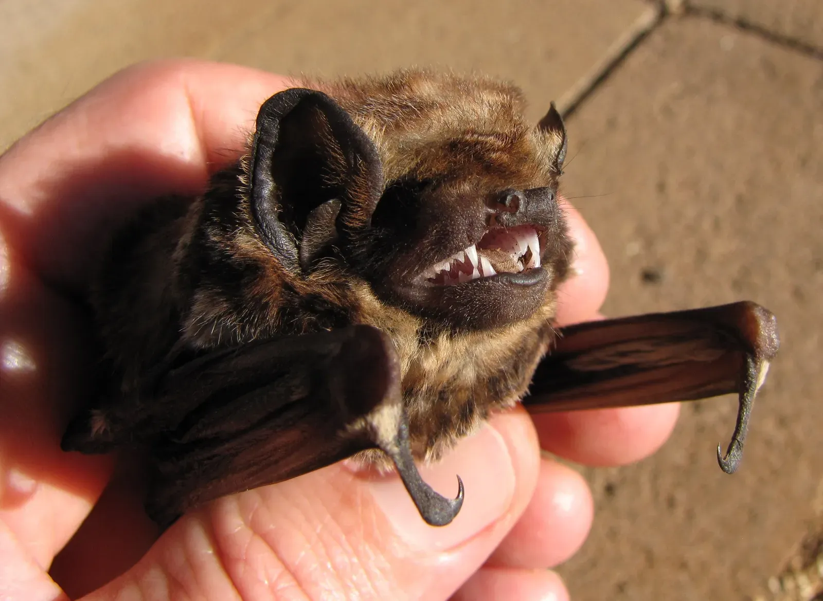 5. Hawaiian Hoary Bat: Solo Flight and Echolocation Over an Island Mosaic (Image Credits: Wikimedia)