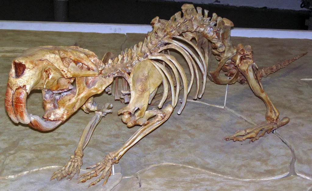 #7 - Giant Beavers That May Have Shared Wetlands With Early Peoples (James St. John, Flickr, CC BY 2.0)
