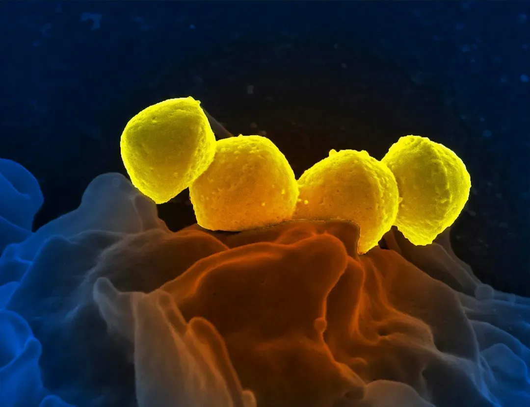 The Elite Forces: Adaptive Immunity Learns the Enemy (Image Credits: Unsplash)