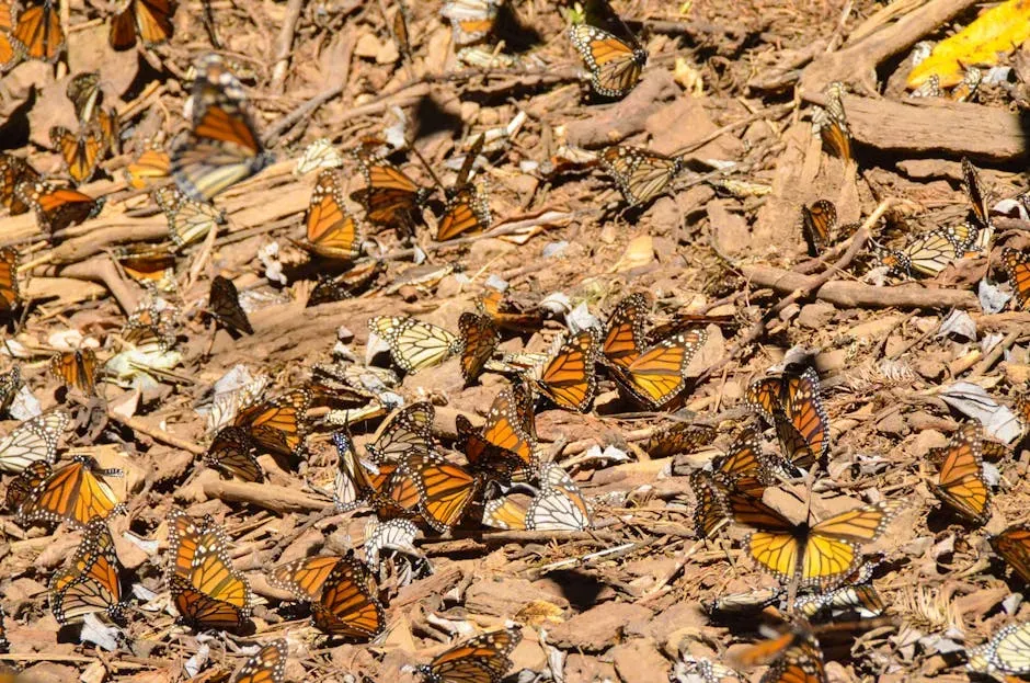 Monarch Butterflies: A Fragile Migration in a Turbulent Climate (Image Credits: Pexels)