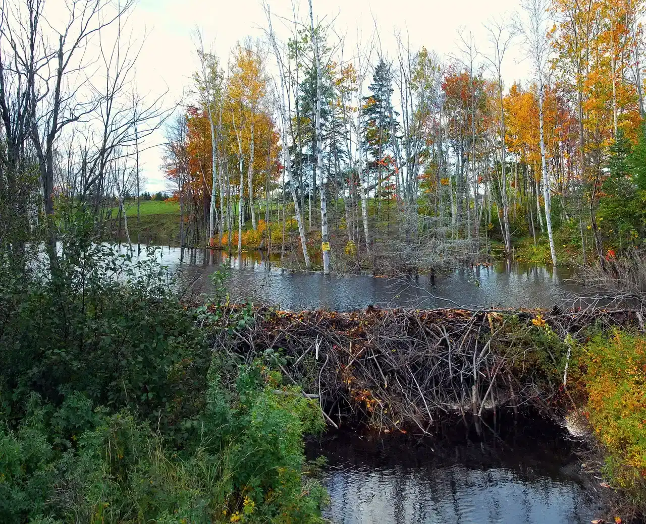 8. Softening Floods and Reducing Erosion Damage Downstream (Image Credits: Pixabay)