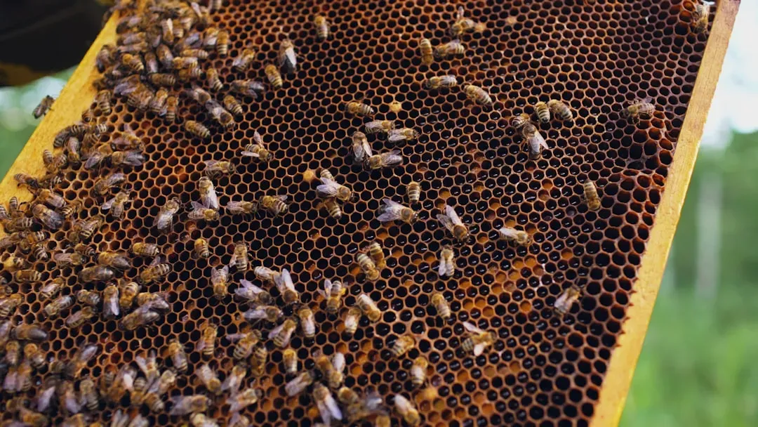 5. Honeybees: Hexagon Engineers of the Perfect Comb (Image Credits: Unsplash)