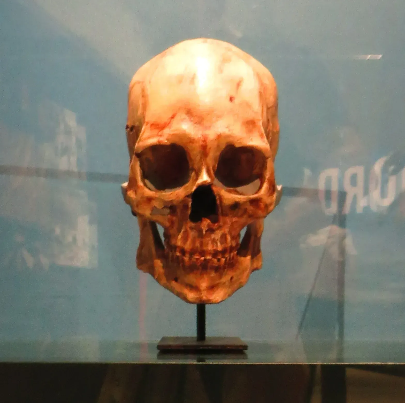 Kennewick Man’s Ancestry Confirmed Through a Late-Stage DNA Effort (Image Credits: Kennewick Man: Wikimedia Commons)