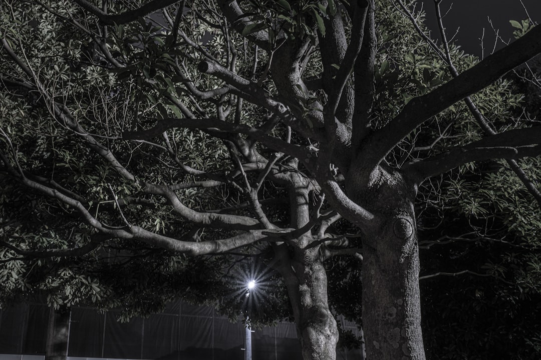 The Ancient History of Plant Sleep Studies (Image Credits: Unsplash)