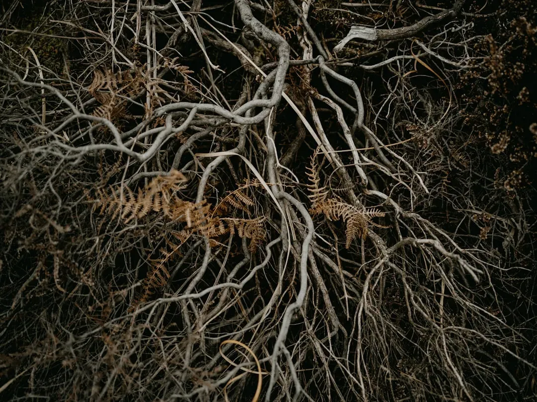 Defense Signals Travel Between Plants Through Mycorrhizal Highways (Image Credits: Unsplash)