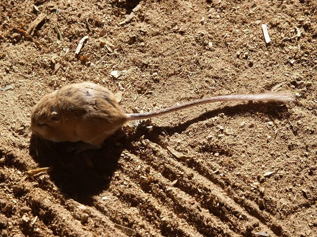 The Kangaroo Rat's Water-Free Lifestyle: Never Needing a Drink (lostinfog, Flickr, CC BY-SA 2.0)