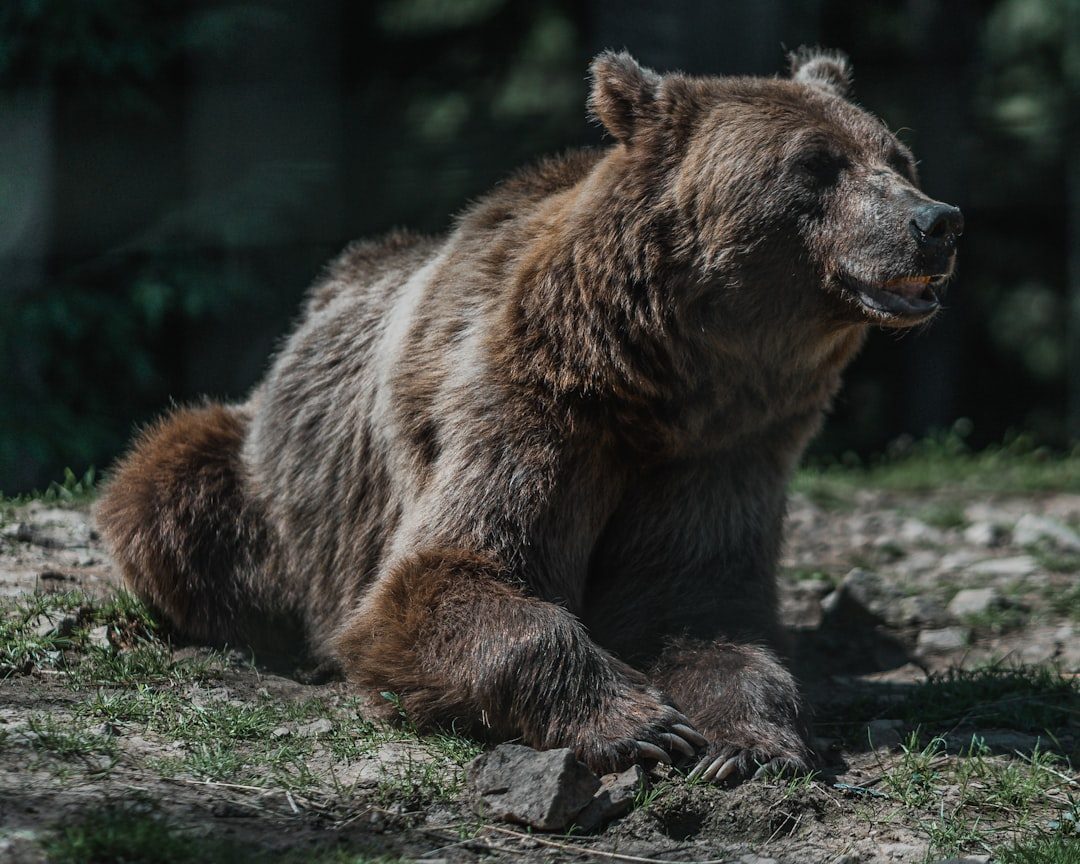 The Bear's Revelation About Your Inner Strength and Protection (Image Credits: Unsplash)