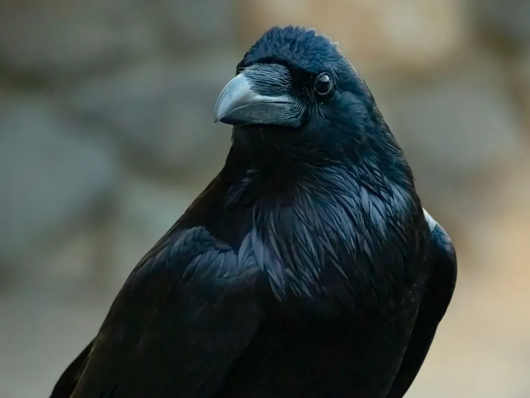 Crow Facial Recognition and Grudge Holding (Image Credits: Unsplash)