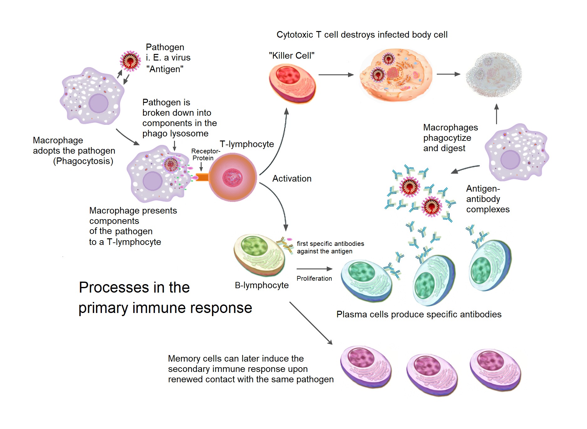 The Immune Switch (Image Credits: Wikimedia)