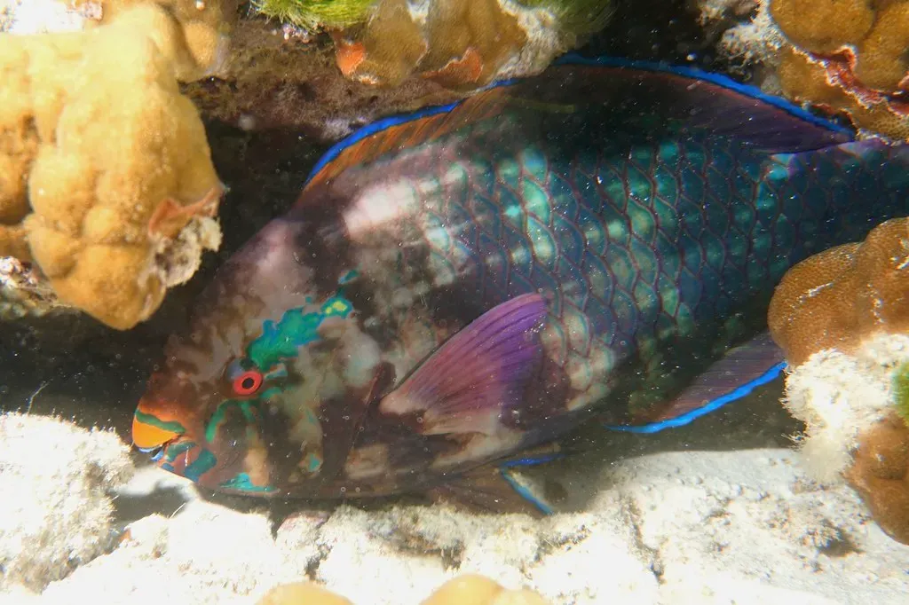Parrotfish Sleep Inside Their Own Mucus Sleeping Bag Every Single Night (Guido & Family, Flickr, CC BY 2.0)